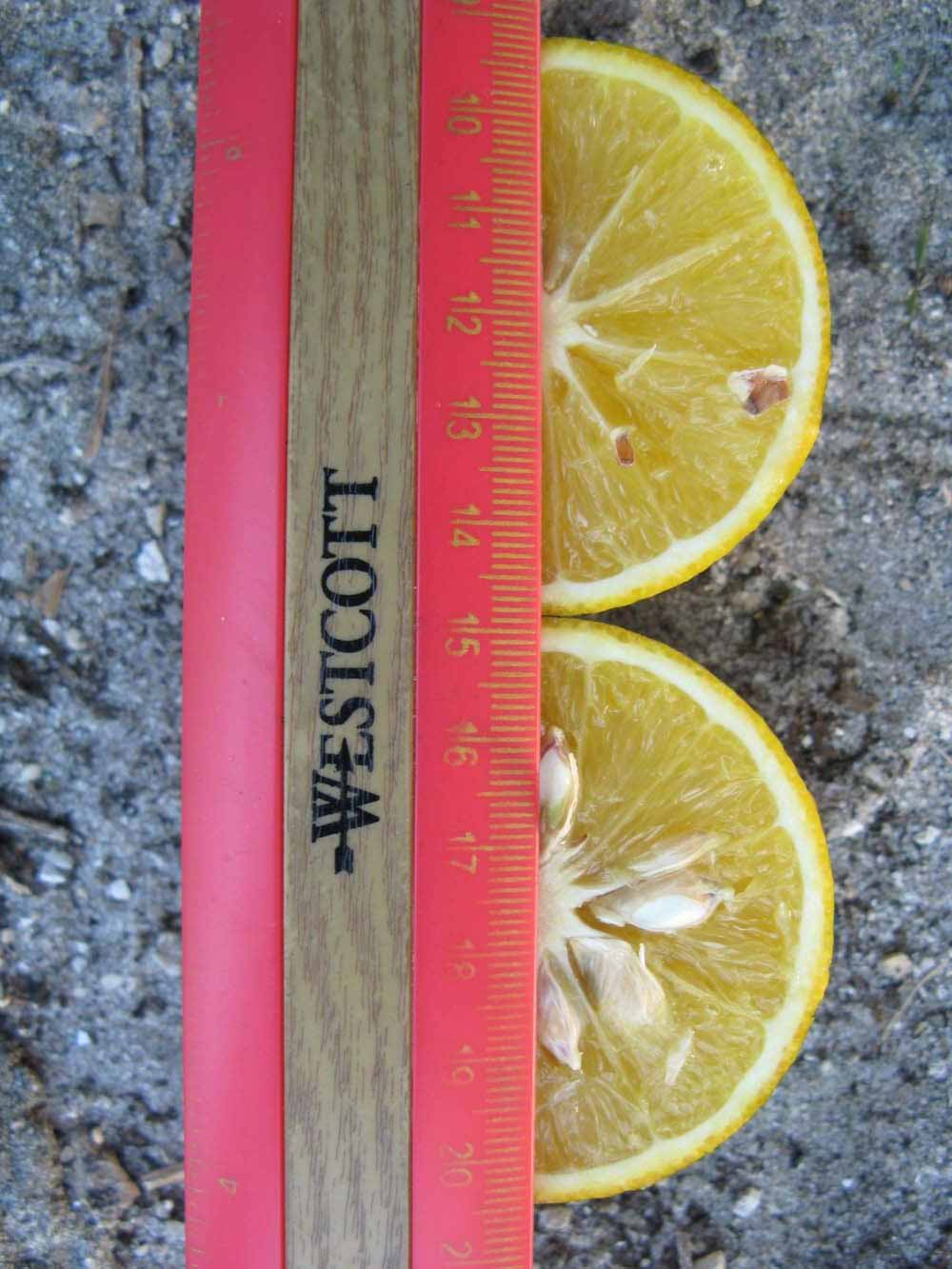            Fruit cross-section (Winter Haven, FL)   